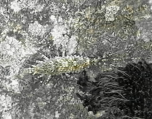 Tisanuro della Valtartano (SO) (Machilidae)